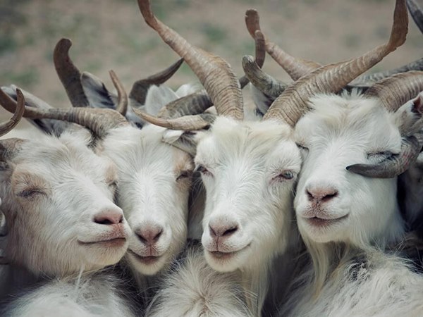 Khơi thông tài lộc với số hên tuổi Tân Mùi ngày 28/12/2025